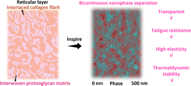 Graphical abstract: Extremely strengthening fatigue resistance, elastic restorability and thermodynamic stability of a soft transparent self-healing network based on a dynamic molecular confinement-induced bioinspired nanostructure