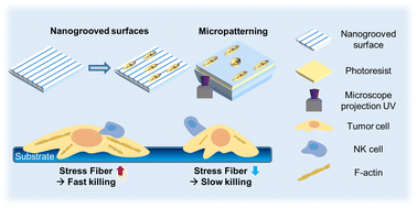 Graphical abstract: Surface nanotopography and cell shape modulate tumor cell susceptibility to NK cell cytotoxicity