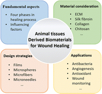 Graphical abstract: Animal tissue-derived biomaterials for promoting wound healing