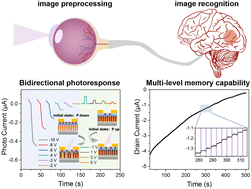 Graphical abstract: Integration of image preprocessing and recognition functions in an optoelectronic coupling organic ferroelectric retinomorphic neuristor