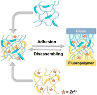 Graphical abstract: Ultrastrong bonding, on-demand debonding, and easy re-bonding of non-sticking materials enabled by reversibly interlocked macromolecular networks-based Janus-like adhesive