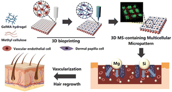 Graphical abstract: 3D multicellular micropatterning biomaterials for hair regeneration and vascularization
