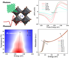 Graphical abstract: Phonon-driven transient bandgap renormalization in perovskite single crystals
