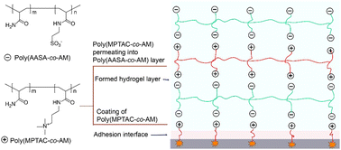 Graphical abstract: In situ molecular permeation of liquid cationic polymers into solid anionic polymer films enabling self-adaptive adhesion of hydrogel biosensors