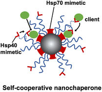 Graphical abstract: Development of self-cooperative nanochaperones with enhanced activity to facilitate protein refolding