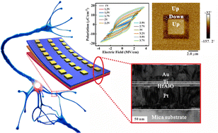 Graphical abstract: Flexible aluminum-doped hafnium oxide ferroelectric synapse devices for neuromorphic computing
