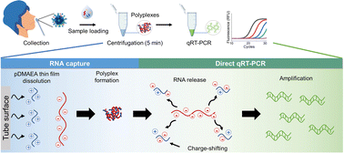 Graphical abstract: Charge-shifting polyplex as a viral RNA extraction carrier for streamlined detection of infectious viruses