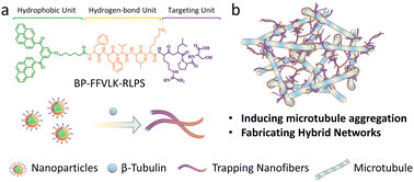 Graphical abstract: An adhesive peptide specifically induces microtubule condensation