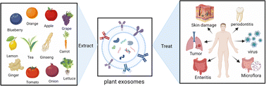 Graphical abstract: Plant exosome nanovesicles (PENs): green delivery platforms