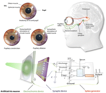 Graphical abstract: A retinomorphic neuron for artificial vision and iris accommodation
