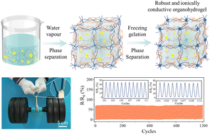 Graphical abstract: Water vapor assisted aramid nanofiber reinforcement for strong, tough and ionically conductive organohydrogels as high-performance strain sensors