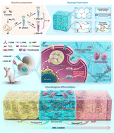 Graphical abstract: Dual-network DNA–silk fibroin hydrogels with controllable surface rigidity for regulating chondrogenic differentiation