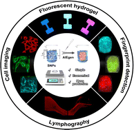 Graphical abstract: A facile strategy for the large-scale preparation of starch-based AIE luminescent nanoaggregates via host–guest interactions and their versatile applications