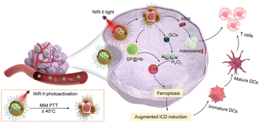 Graphical abstract: Dual-enzyme decorated semiconducting polymer nanoagents for second near-infrared photoactivatable ferroptosis-immunotherapy