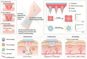 Graphical abstract: A differential-targeting core–shell microneedle patch with coordinated and prolonged release of mangiferin and MSC-derived exosomes for scarless skin regeneration