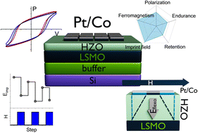 Graphical abstract: Robust multiferroicity and magnetic modulation of the ferroelectric imprint field in heterostructures comprising epitaxial Hf0.5Zr0.5O2 and Co