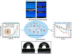 Graphical abstract: Mechanically robust, self-reporting and healable polyurethane elastomers by incorporating symmetric/asymmetric chain extenders