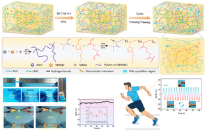 Graphical abstract: Cold-resistant, highly stretchable ionic conductive hydrogels for intelligent motion recognition in winter sports