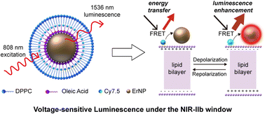 Graphical abstract: An NIR-IIb emissive transmembrane voltage nano-indicator for the optical monitoring of electrophysiological activities in vivo