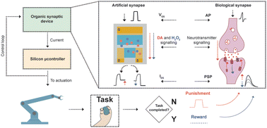 Graphical abstract: An organic brain-inspired platform with neurotransmitter closed-loop control, actuation and reinforcement learning