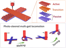 Graphical abstract: Photo-steered rapid and multimodal locomotion of 3D-printed tough hydrogel robots