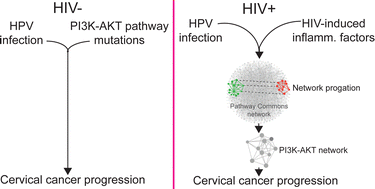 Graphical abstract: Network modeling suggests HIV infection phenocopies PI3K-AKT pathway mutations to enhance HPV-associated cervical cancer