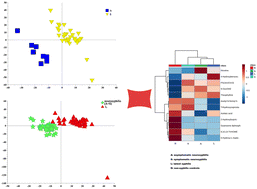 Graphical abstract: Identification of potential biomarkers for diagnosis of syphilis from the cerebrospinal fluid based on untargeted metabolomic analysis