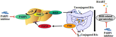 Graphical abstract: PARP-1 inhibitor alleviates liver lipid accumulation of atherosclerosis via modulating bile acid metabolism and gut microbes