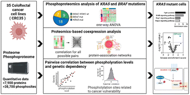 Graphical abstract: Integrative analysis of cancer dependency data and comprehensive phosphoproteomics data revealed the EPHA2-PARD3 axis as a cancer vulnerability in KRAS-mutant colorectal cancer