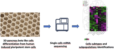 Graphical abstract: Generation of β-like cell subtypes from differentiated human induced pluripotent stem cells in 3D spheroids