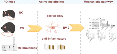 Graphical abstract: Anti-inflammatory effects of myristic acid mediated by the NF-κB pathway in lipopolysaccharide-induced BV-2 microglial cells
