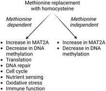 Graphical abstract: Characterization of methionine dependence in melanoma cells
