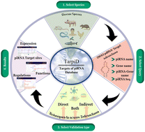 Graphical abstract: TarpiD, a database of putative and validated targets of piRNAs