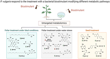 Graphical abstract: Metabolomic analysis reveals stress tolerance mechanisms in common bean (Phaseolus vulgaris L.) related to treatment with a biostimulant obtained from Corynebacterium glutamicum