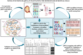 Graphical abstract: piRNAs in the human retina and retinal pigment epithelium reveal a potential role in intracellular trafficking and oxidative stress