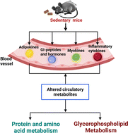 Graphical abstract: Long-term physical inactivity induces significant changes in biochemical pathways related to metabolism of proteins and glycerophospholipids in mice