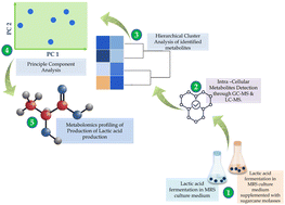 Graphical abstract: Unraveling the role of intra-cellular metabolites in the lactic acid production by novel Bacillus amyloliquefaciens using sugarcane molasses as a substratum