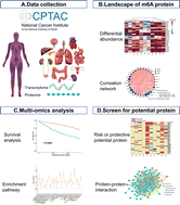 Graphical abstract: Systematic characterization of m6A proteomics across 12 cancer types: a multi-omics integration study