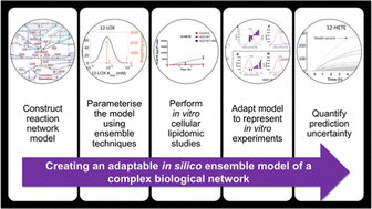 Graphical abstract: An adaptable in silico ensemble model of the arachidonic acid cascade