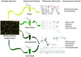 Graphical abstract: Chemical diversity of Brittonodoxa subpinnata, a Brazilian native species of moss
