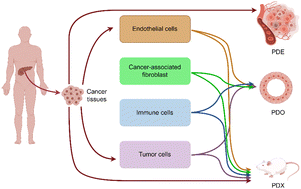 Graphical abstract: Pancreatic cancer environment: from patient-derived models to single-cell omics