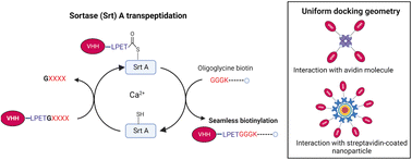 Graphical abstract: Sortase A transpeptidation produces seamless, unbranched biotinylated nanobodies for multivalent and multifunctional applications