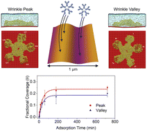 Graphical abstract: Immunoglobulin adsorption and film formation on mechanically wrinkled and crumpled surfaces at submonolayer coverage