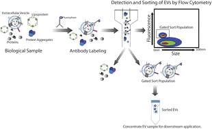 Graphical abstract: Separation and isolation of CD9-positive extracellular vesicles from plasma using flow cytometry