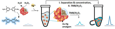 Graphical abstract: Colorimetric mercury detection with enhanced sensitivity using magnetic-Au hybrid nanoparticles