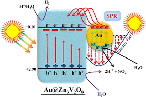 Graphical abstract: Facile transfer of surface plasmon electrons of Au-NPs to Zn3V2O8 surfaces: a case study of sunlight driven H2 generation from water splitting