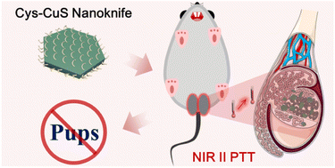 Graphical abstract: A biocompatible NIR-II light-responsive nanoknife for permanent male sterilization