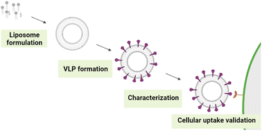 Graphical abstract: SARS-CoV-2 virus-like-particles via liposomal reconstitution of spike glycoproteins