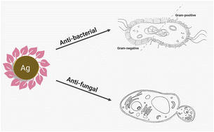 Graphical abstract: Enhancing the antimicrobial activity of silver nanoparticles against ESKAPE bacteria and emerging fungal pathogens by using tea extracts