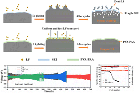 Graphical abstract: A hybrid polymer protective layer with uniform Li+ flux and self-adaption enabling dendrite-free Li metal anodes